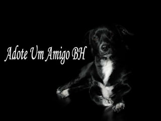 Adote Um Amigo BH 