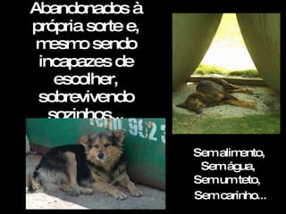 Abandonados à própria sorte e, mesmo sendo incapazes de escolher, sobrevivendo sozinhos...   Sem alimento, Sem água, Sem um teto, Sem carinho... 