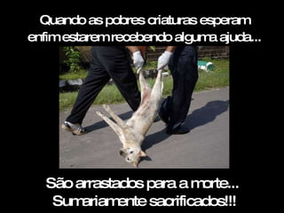 Quando as pobres criaturas esperam enfim estarem recebendo alguma ajuda...   São arrastados para a morte...  Sumariamente sacrificados!!! 