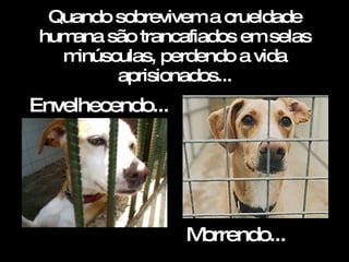 Quando sobrevivem a crueldade humana são trancafiados em selas minúsculas, perdendo a vida aprisionados... Morrendo... Envelhecendo... 