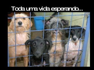 Toda uma vida esperando... 