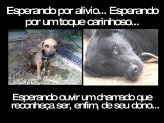 Esperando por alivio... Esperando por um toque carinhoso... Esperando ouvir um chamado que reconheça ser, enfim, de seu dono... 