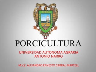PORCICULTURA UNIVERSIDAD AUTONOMA AGRARIA ANTONIO NARRO M.V.Z. ALEJANDRO ERNESTO CABRAL MARTELL 