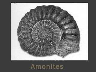 Amonites Amonites 