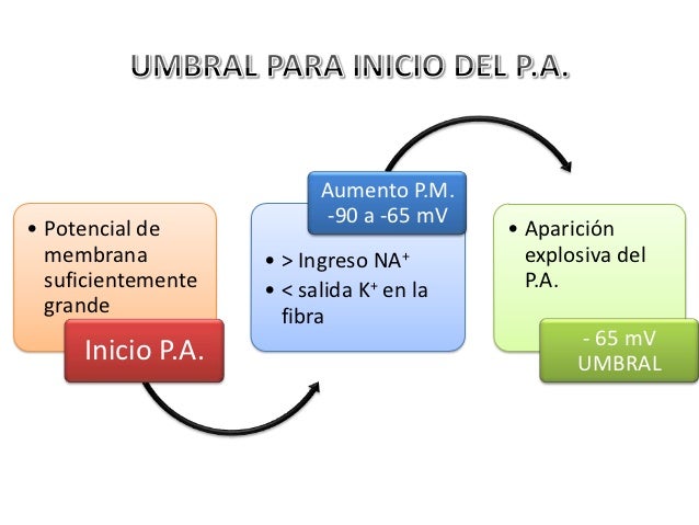 Resultado de imagen para UMBRAL PARA EL INICIO DEL POTENCIAL DE ACCION