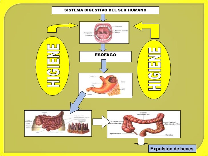 Higiene Del Sistema Digestivo | Anatomía, fisiología e higiene del