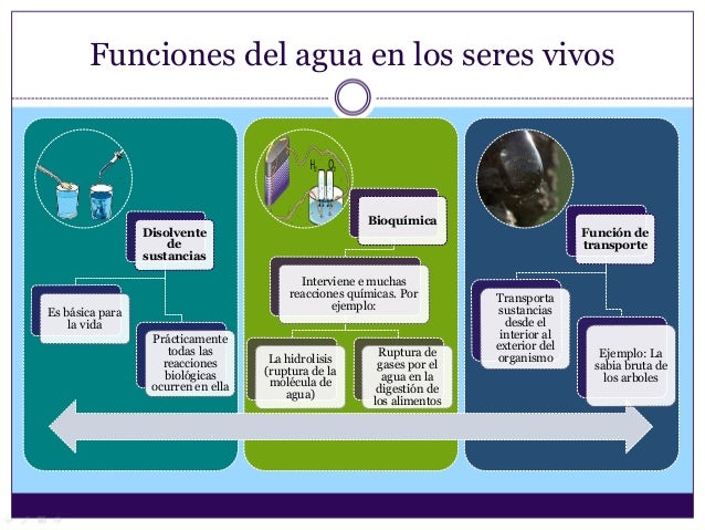 Inicio y proliferacion de la vida / el agua