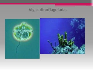 Protozoario: Ameba




Protozoario:
Plasmodium
 