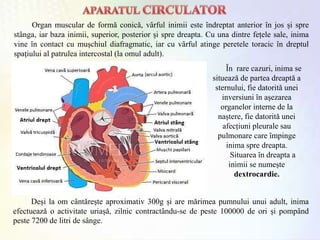 Organ muscular de formă conicǎ, vȃrful inimii este ȋndreptat anterior ȋn jos și spre
stȃnga, iar baza inimii, superior, posterior și spre dreapta. Cu una dintre fețele sale, inima
vine ȋn contact cu mușchiul diafragmatic, iar cu vȃrful atinge peretele toracic ȋn dreptul
spațiului al patrulea intercostal (la omul adult).
Ȋn rare cazuri, inima se
situeazǎ de partea dreaptǎ a
sternului, fie datoritǎ unei
inversiuni ȋn așezarea
organelor interne de la
naștere, fie datoritǎ unei
afecțiuni pleurale sau
pulmonare care ȋmpinge
inima spre dreapta.
Situarea ȋn dreapta a
inimii se numește
dextrocardie.
Deși la om cȃntǎrește aproximativ 300g și are mǎrimea pumnului unui adult, inima
efectueazǎ o activitate uriașǎ, zilnic contractȃndu-se de peste 100000 de ori și pompȃnd
peste 7200 de litri de sȃnge.
 