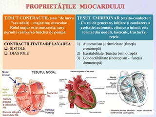ȚESUT CONTRACTIL (sau "de lucru
"sau adult) – majoritar, muscular.
Rolul major este contracția, care
permite realizarea funcției de pompǎ.
ȚESUT EMBRIONAR (excito-conductor)
- Cu rol de generare, inițiere și conducere a
excitației automate, ritmice a inimii; este
format din noduli, fascicule, tracturi și
rețele.
CONTRACTILITATEA/RELAXAREA
 SISTOLE
 DIASTOLE
1) Automatism și ritmicitate (funcția
cronotropǎ)
2) Excitabilitate (funcția batmotropǎ)
3) Conductibilitate (inotropism - funcția
dromotropǎ)
 