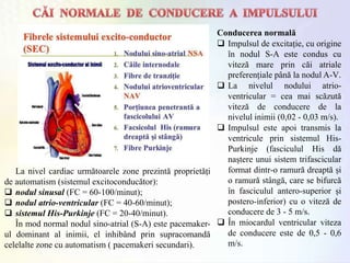 La nivel cardiac următoarele zone prezintă proprietăți
de automatism (sistemul excitoconducǎtor):
 nodul sinusal (FC = 60-100/minut);
 nodul atrio-ventricular (FC = 40-60/minut);
 sistemul His-Purkinje (FC = 20-40/minut).
În mod normal nodul sino-atrial (S-A) este pacemaker-
ul dominant al inimii, el inhibând prin supracomandă
celelalte zone cu automatism ( pacemakeri secundari).
Conducerea normală
 Impulsul de excitație, cu origine
în nodul S-A este condus cu
viteză mare prin căi atriale
preferențiale până la nodul A-V.
 La nivelul nodului atrio-
ventricular = cea mai scăzută
viteză de conducere de la
nivelul inimii (0,02 - 0,03 m/s).
 Impulsul este apoi transmis la
ventricule prin sistemul His-
Purkinje (fasciculul His dă
naștere unui sistem trifascicular
format dintr-o ramură dreaptă și
o ramură stângă, care se bifurcă
în fasciculul antero-superior și
postero-inferior) cu o viteză de
conducere de 3 - 5 m/s.
 În miocardul ventricular viteza
de conducere este de 0,5 - 0,6
m/s.
 
