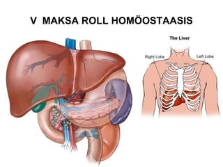 V  MAKSA ROLL HOMÖOSTAASIS 