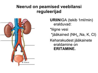 Neerud on peamised veebilansi reguleerijad URIIN IGA (tekib 1ml/min) eralduvad: *liigne vesi *jääkained (NH 4, ,Na, K, Cl) Keharakudest jääkainete eraldamine on  ERITAMINE. 