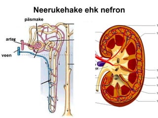 Neerukehake ehk nefron päsmake arter veen 