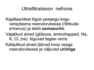 Ultrafiltratsioon  nefronis Kapillaaridest liigub peaaegu kogu vereplasma neerutorukesse (rõhkude erinevus) ja tekib  esmasuriin . Vajalikud ained (glükoos, aminohapped, Na, K, Cl, jne)  liiguvad tagasi verre. Kahjulikud ained jäävad koos veega neerutorukesse ja väljuvad  uriiniga . 