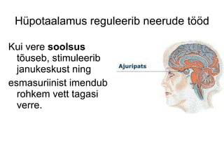 Hüpotaalamus reguleerib neerude tööd Kui vere  soolsus  tõuseb, stimuleerib janukeskust ning esmasuriinist imendub rohkem vett tagasi verre. 