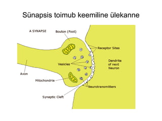 Sünapsis toimub keemiline ülekanne 