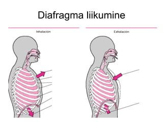 Diafragma liikumine 