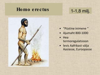 Homo erectus  “ Püstine inimene “ Ajumaht 800-1000 Hea termoregulatsioon levis Aafrikast välja Aasiasse, Euroopasse 1-1,8 milj. 