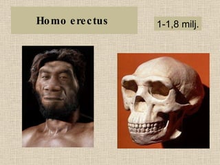 Homo erectus  1-1,8 milj. 