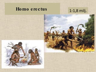 Homo erectus  1-1,8 milj.  