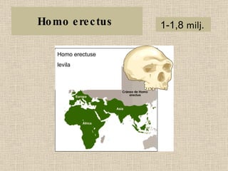 Homo erectus  1-1,8  milj.  Homo erectuse  levila 