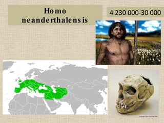 Homo neanderthalensis 4 230 000-30 000 