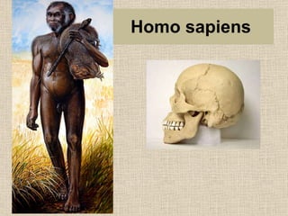 Homo sapiens 