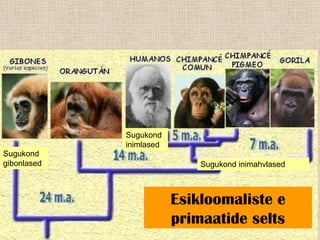 Esikloomaliste e primaatide selts Sugukond gibonlased Sugukond inimahvlased Sugukond inimlased 