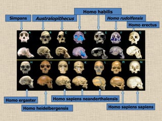 Simpans Australopithecus Homo habilis Homo rudolfensis Homo erectus Homo er gaster Homo heidelbergensis Homo sapiens neanderthalensis Homo sapiens sapiens 