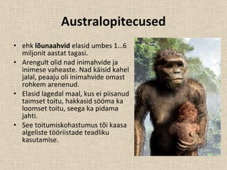 Australopitecused ehk  lõunaahvid  elasid umbes 1…6 miljonit aastat tagasi.  Arengult olid nad inimahvide ja inimese vaheaste. Nad käisid kahel jalal, peaaju oli inimahvide omast rohkem arenenud.  Elasid lagedal maal, kus ei piisanud taimset toitu, hakkasid sööma ka loomset toitu, seega ka pidama jahti.  See toitumiskohastumus tõi kaasa algeliste tööriistade teadliku kasutamise.  