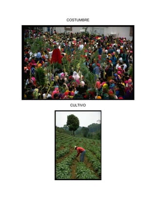 COSTUMBRE




 CULTIVO
 