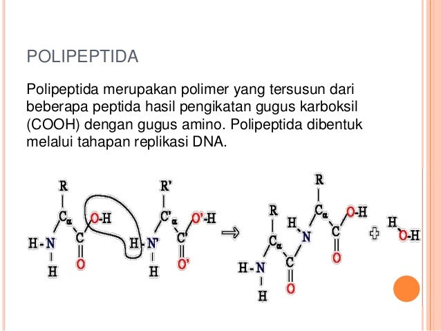 Синтез полипептида происходит. Полипептид рисунок. Полипептид формула. Название полипептидов. Н И Ц концы полипептида.