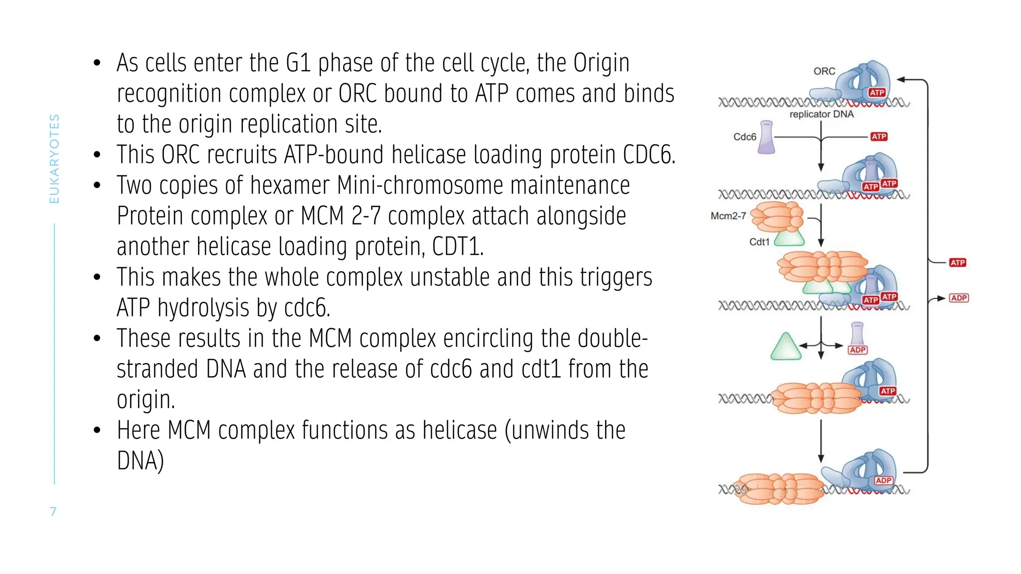 INITIATION mol bio Dna in eukaryotes initiation part | PDF