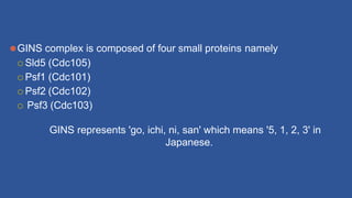 ⚫GINS complex is composed of four small proteins namely
 Sld5 (Cdc105)
 Psf1 (Cdc101)
 Psf2 (Cdc102)
 Psf3 (Cdc103)
GINS represents 'go, ichi, ni, san' which means '5, 1, 2, 3' in
Japanese.
 