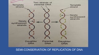 SEMI-CONSERVATION OF REPLICATION OF DNA
 