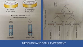 MESELSON AND STAHL EXPERIMENT
 
