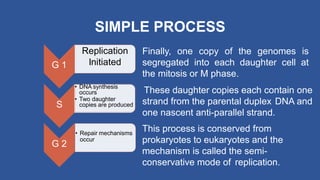SIMPLE PROCESS
G 1
S
G 2
Replication
Initiated
• DNA synthesis
occurs
• Two daughter
copies are produced
• Repair mechanisms
occur
Finally, one copy of the genomes is
segregated into each daughter cell at
the mitosis or M phase.
These daughter copies each contain one
strand from the parental duplex DNA and
one nascent anti-parallel strand.
This process is conserved from
prokaryotes to eukaryotes and the
mechanism is called the semi-
conservative mode of replication.
 