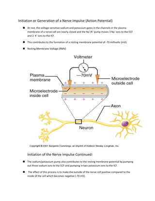 Initiation or Generation of a Nerve Impulse (Action Potential)
   At rest, the voltage-sensitive sodium and potassium gates in the channels in the plasma
    membrane of a nerve cell are nearly closed and the Na+/K+ pump moves 3 Na+ ions to the ECF
    and 2 K+ ions to the ICF.

   This contributes to the formation of a resting membrane potential of -70 millivolts (mV).

   Resting Membrane Voltage (RMV)




      Initiation of the Nerve Impulse Continued:
   The sodium/potassium pump also contributes to the resting membrane potential by pumping
    out three sodium ions to the ECF and pumping in two potassium ions to the ICF.

      The effect of this process is to make the outside of the nerve cell positive compared to the
      inside of the cell which becomes negative (-70 mV).
 
