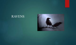 RAVENS
 