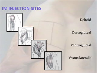 IM INJECTION SITES

                            Deltoid


                       Dorsogluteal


                      Ventrogluteal


                     Vastus lateralis
 