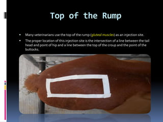 Intersection Injection Injection techniques in equines and canines | PDF