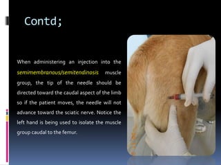 intramuscular injection cat