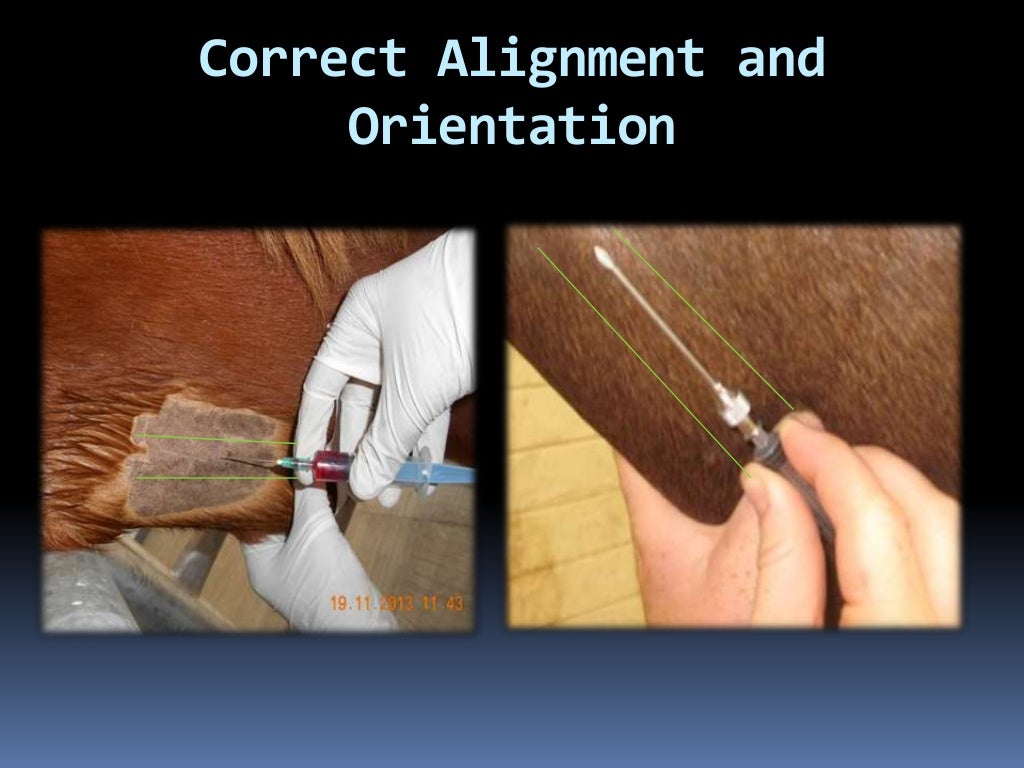 Injection techniques in equines and canines