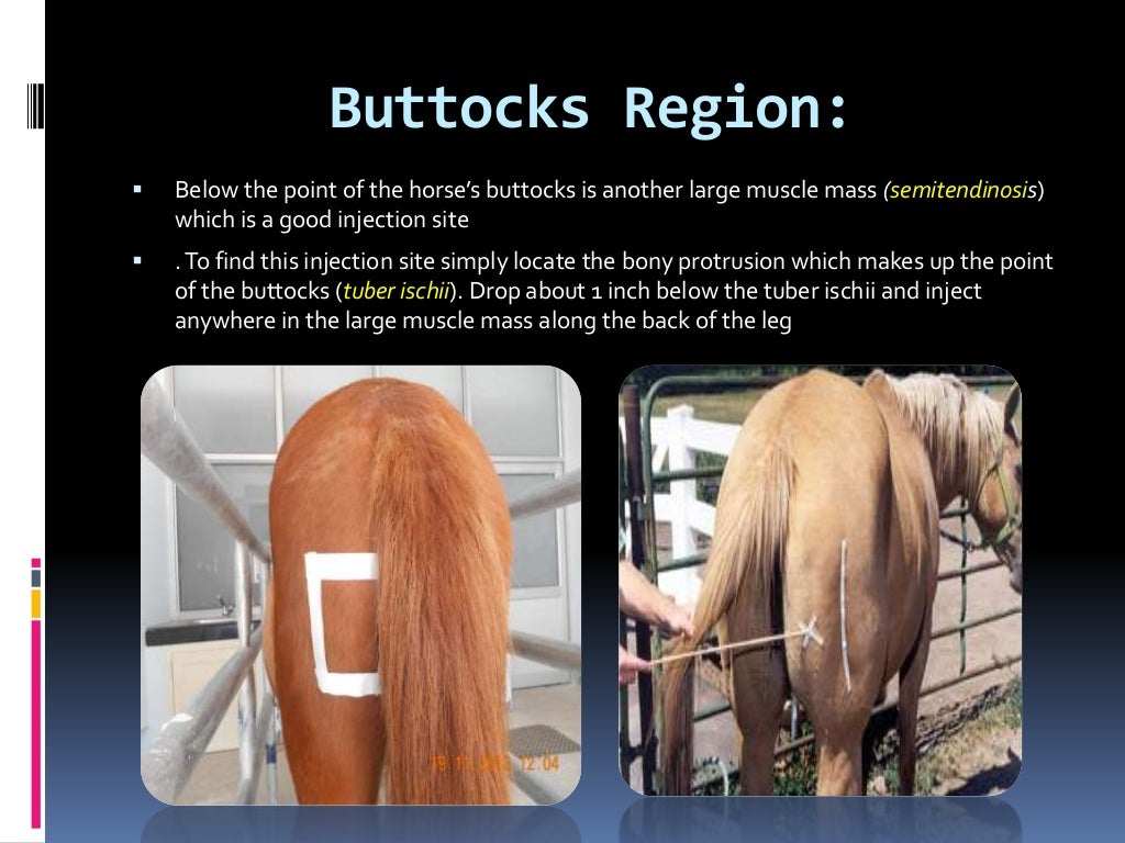 Injection techniques in equines and canines