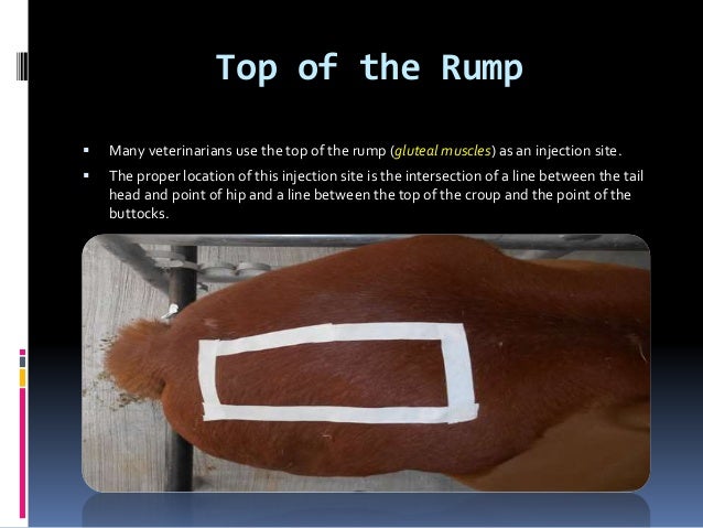 How To Give Subcutaneous Injection In Dogs How To Give Subcutaneous Injection In Dogs