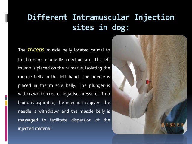 What To Give A Dog For Muscle Pain What To Give A Dog For Muscle Pain