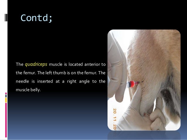 Injection Techniques In Equines And Canines