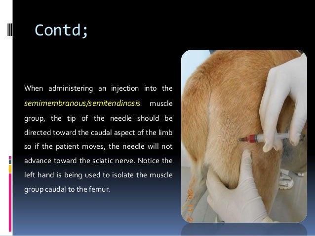 Give Im Injection Dog Give Im Injection Dog