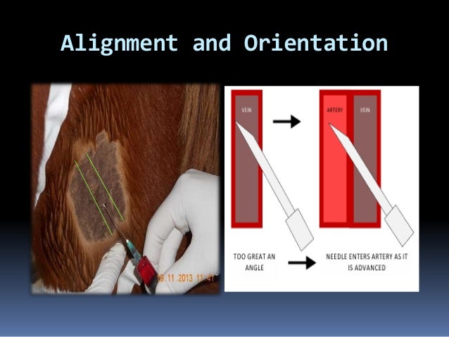 Injection Sites For Dogs And Cats Injection Sites For Dogs And Cats